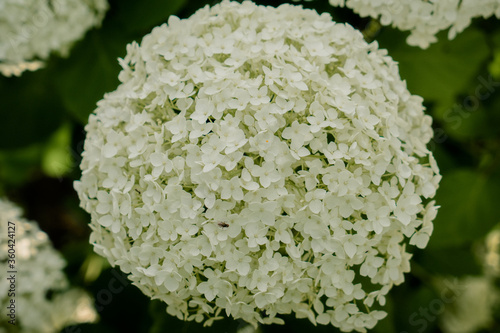 White hydrangea flowers delicate romantic floral background