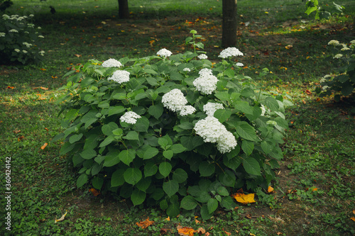 White hydrangea flowers delicate romantic floral background