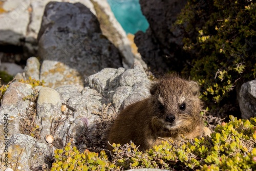 Closeup shot of a Western tree hyrax surrounded by rocks and greenery under the sunlight at daytime