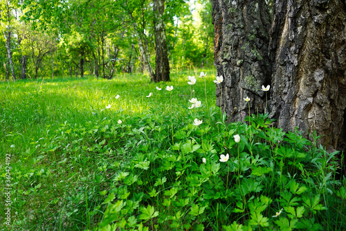 Fototapeta Naklejka Na Ścianę i Meble -  White flowers in the forest. Anemones in the green grass near the tree. Beautiful nature landscape.