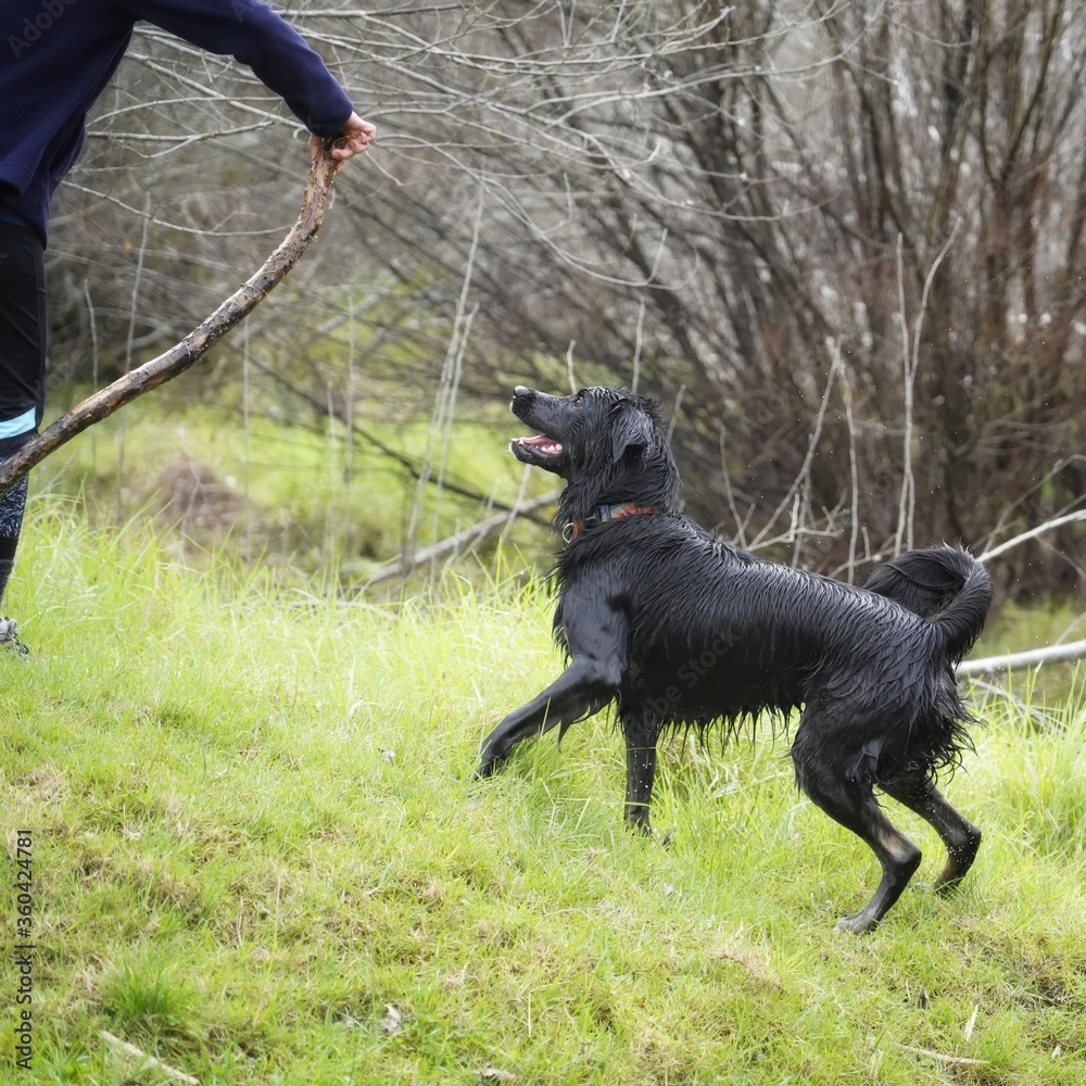 Pet dog in training with the owner Pet dog in training with the owner