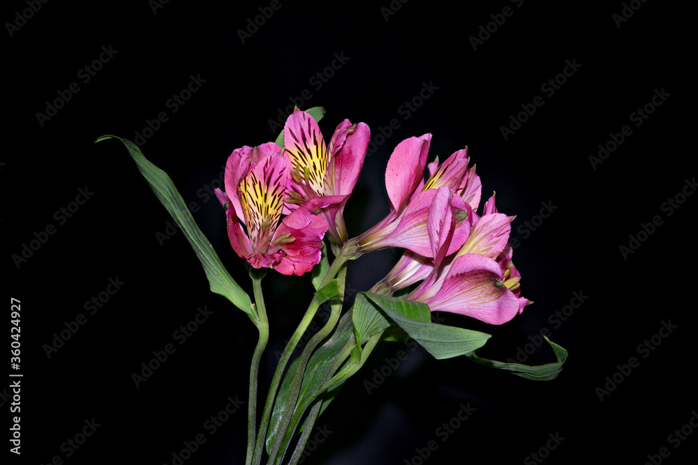 Bouquet of pink alstroemeria flowers on a black background. Alstroemeria - Peruvian Lily. Bouquet of pink alstroemeria flowers on a black background. Alstroemeria - Peruvian Lily.
