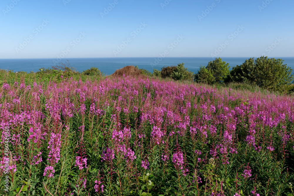 Flowers on the cliff of the Normandy coast