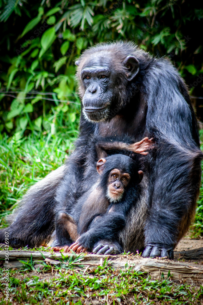 Chimpanzee and baby