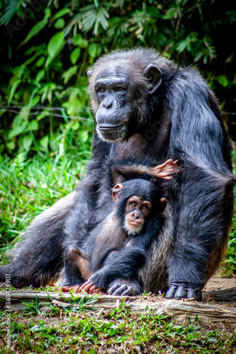 Chimpanzee and baby © GDT