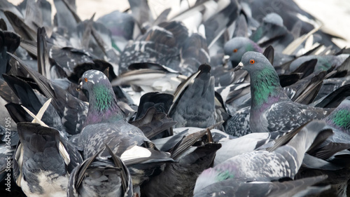 Bustle hustle and bustle among city pigeons are gregarious birds.