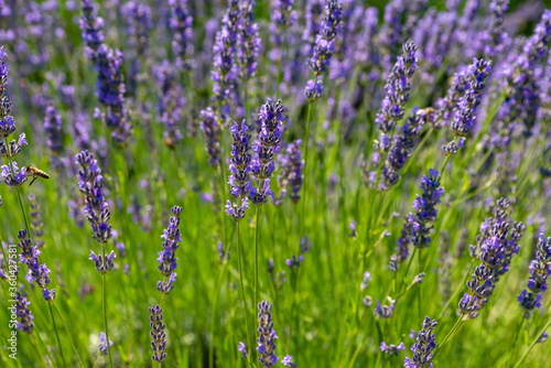 A hill of lavender flowers in a field