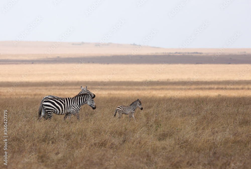 Naklejka premium Zebras with a baby grazing at Masai Mara grassland