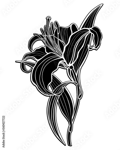 Lily. Black silhouette of a large lily flower with leaves and stalk - vector illustration. Lily - Inverted black and white picture.