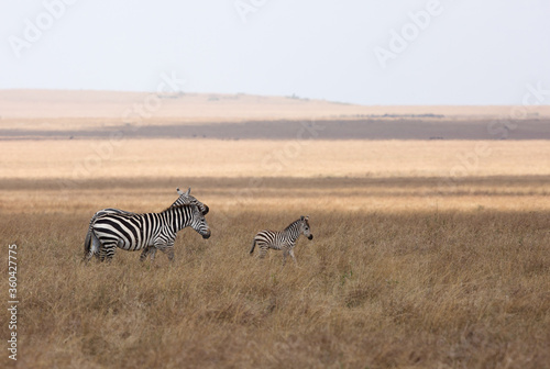 Zebras with a baby grazing at Masai Mara grassland