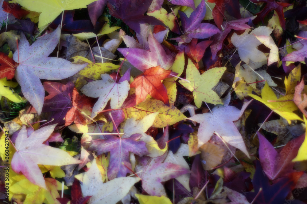 Autumn leaves on the ground belonging to Sweet gum tree Liquidambar styraciflua A blur effect has been applied giving the multicolored leaves a warm background glow 