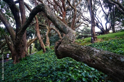 Native trees photographed along hiking trails in New Zealand