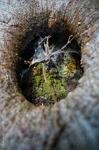 spider web built in a knot of a tree trunk