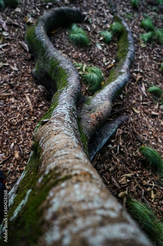 Native trees photographed along hiking trails in New Zealand