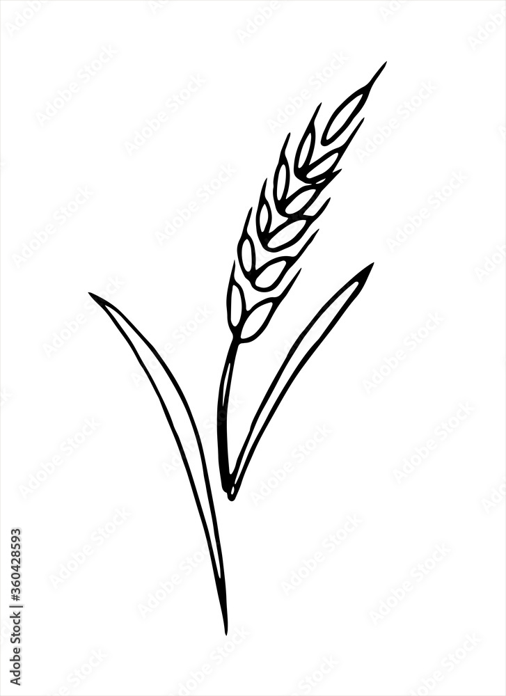 Vector doodle spikelet of wheat isolated on white background