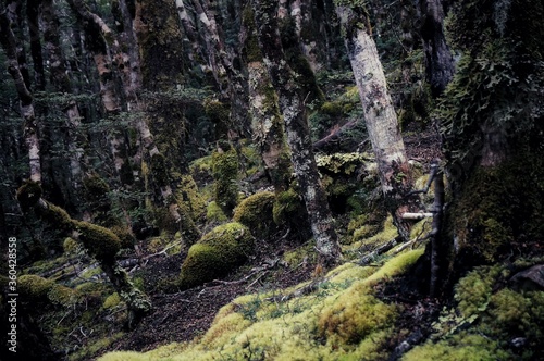 Native trees photographed along hiking trails in New Zealand
