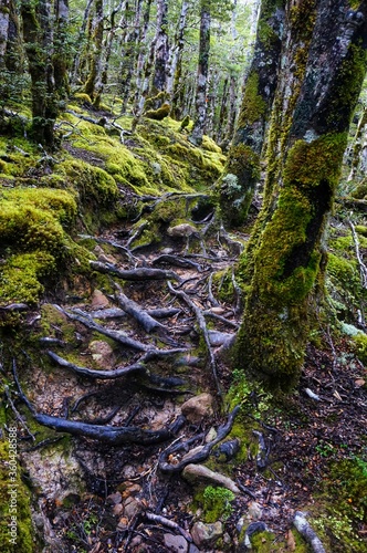 Native trees photographed along hiking trails in New Zealand