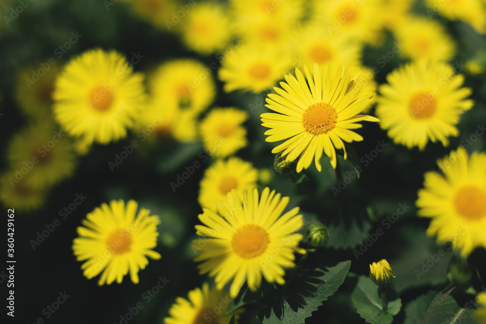 Beautiful yellow flowers Doronicum in a spring garden. Beautiful yellow flowers Doronicum in a spring garden.
