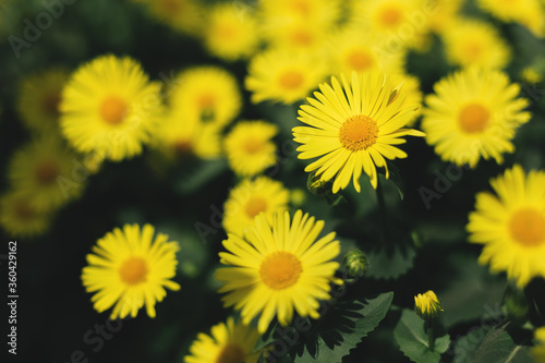 Beautiful yellow flowers Doronicum in a spring garden.