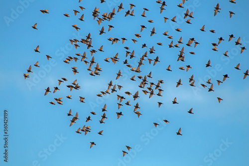 Large flock of Starlings flying on the sky. European Starling (Sturnus vulgaris), end of May, Lithuania.