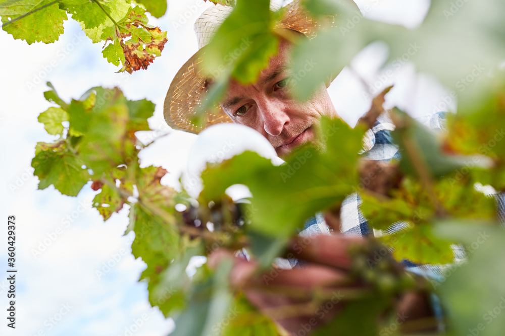 Winemaker checking vine in the vineyard Stock Photo | Adobe Stock