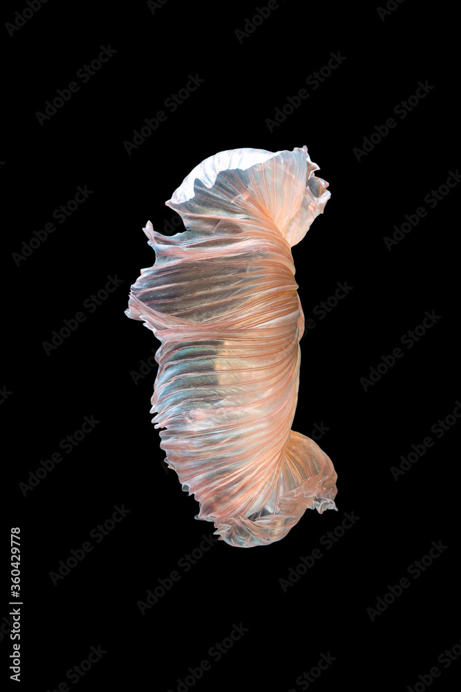 Close up art movement of Betta fish or Siamese fighting fish isolated on black background Close up art movement of Betta fish or Siamese fighting fish isolated on black background