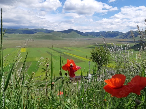 poppies in the field