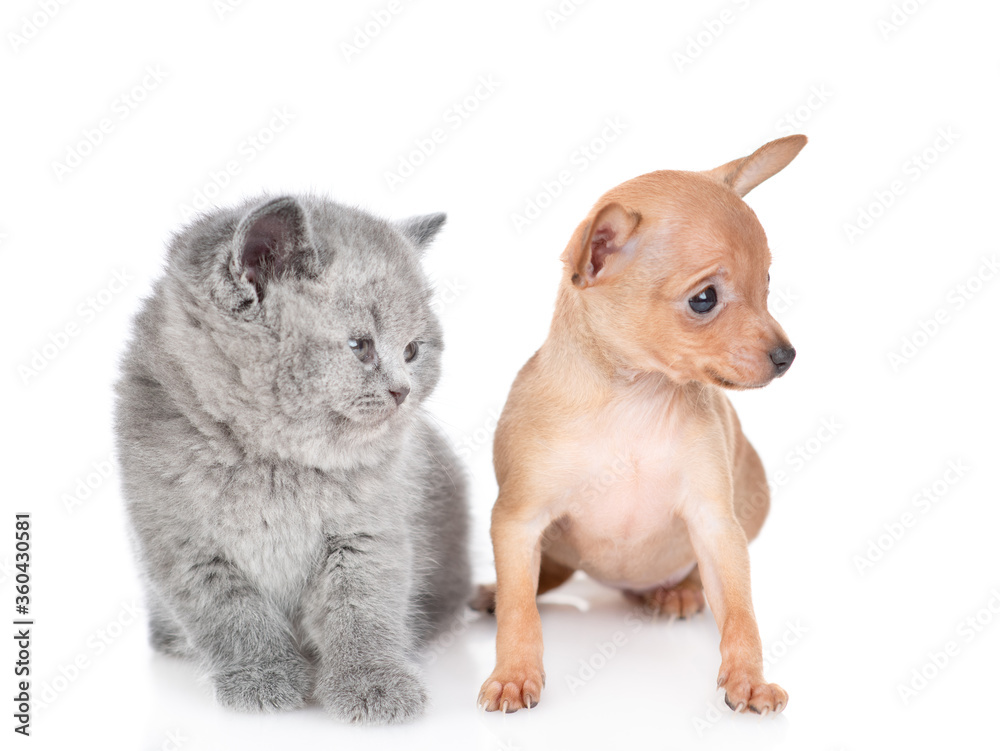 Tiny toy terrier puppy and british kitten sit together and look away on empty space.  isolated on white background