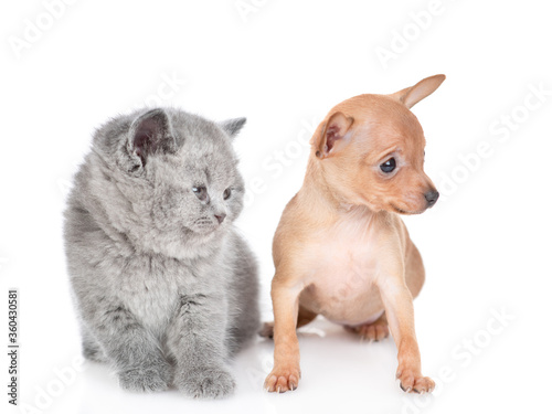 Tiny toy terrier puppy and british kitten sit together and look away on empty space.  isolated on white background © Ermolaev Alexandr