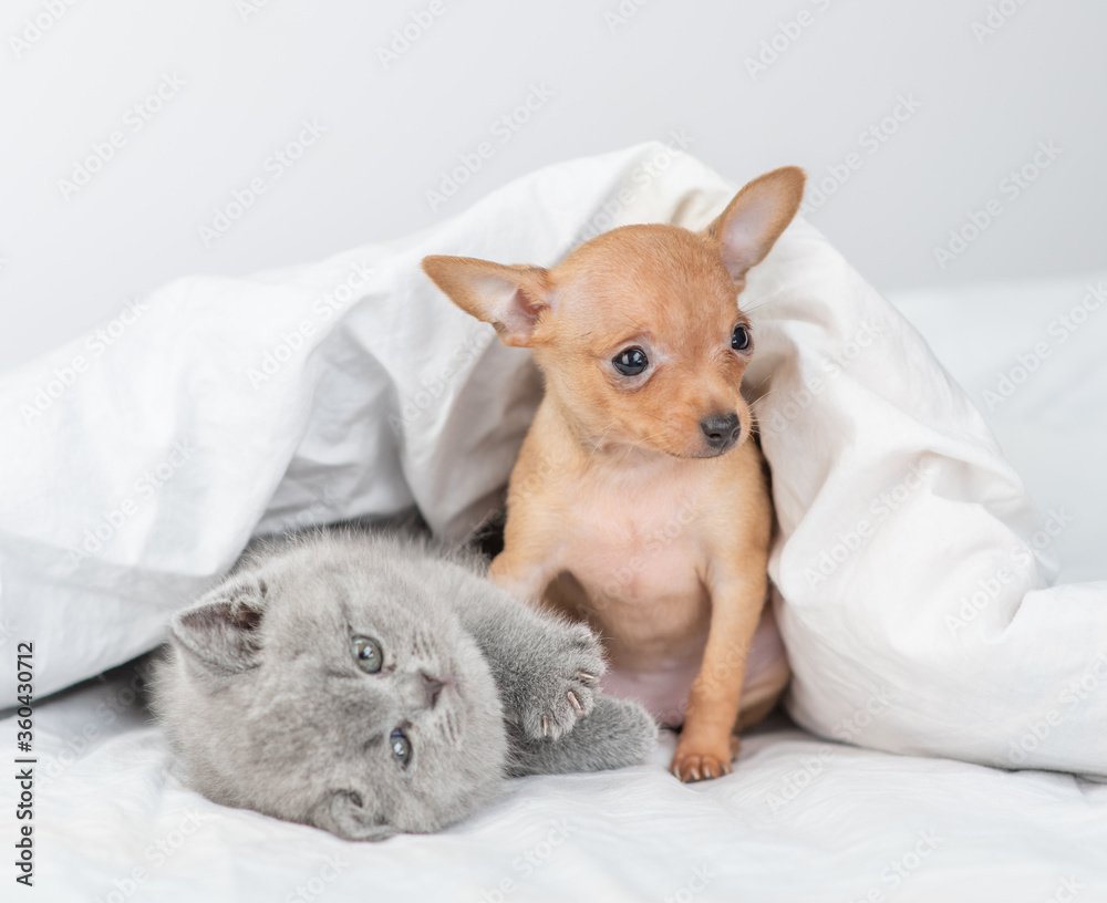 Toy terrier puppy and playful baby kitten lie under blanket on a bed at home Toy terrier puppy and playful baby kitten lie under blanket on a bed at home
