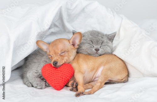 Cute kitten and Toy terrier puppy sleep together with red heart under warm blanket on a bed at home. Valentines day concept