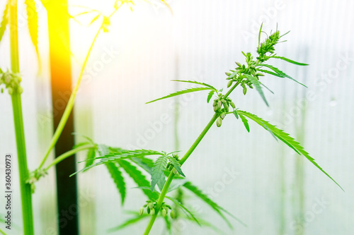 Marijuana Recreational Grow Operation Greenhouse. Legal Cannabis Plants Growing. Seeds