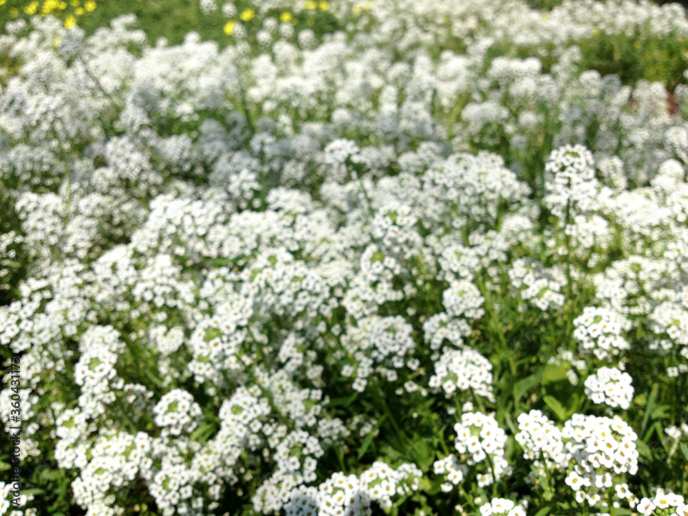 White yellow meadow flowers wild spring time in bloom with sunny day White yellow meadow flowers wild spring time in bloom with sunny day