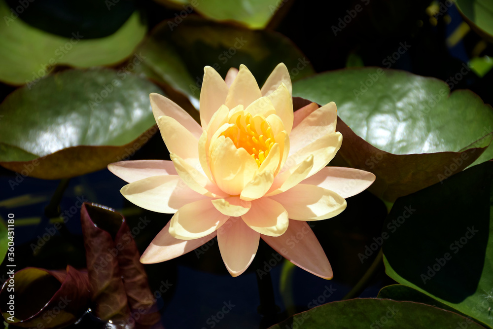 Pink and yellow water lily on natural habitat background. Pink and yellow water lily on natural habitat background.