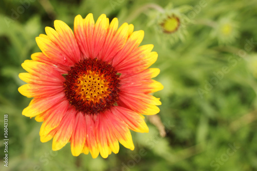 Beautiful yellow Gaillardia in a flower bed