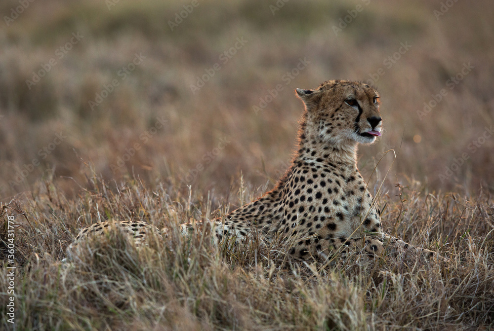Cheetah in the Savannah during evening hours, Masai Mara Cheetah in the Savannah during evening hours, Masai Mara