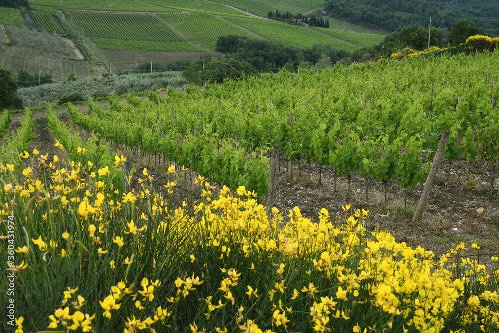 Obraz premium rows of grapevines and yellow broom flowers in the foreground near Panzano in Chianti (Florence). Chianti Classico wine production area, Italy.