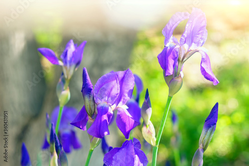 Fototapeta Naklejka Na Ścianę i Meble -  purple iris flowers on a natural green background in spring, selective focus