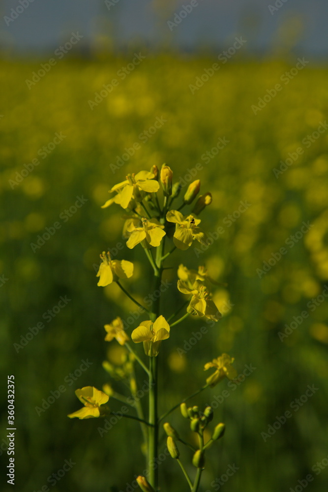 Alfalfa flower against the background of a sown field. Alfalfa flower against the background of a sown field.