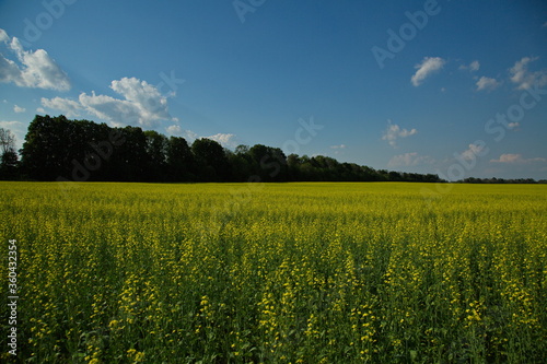 Alfalfa crops on agricultural land.