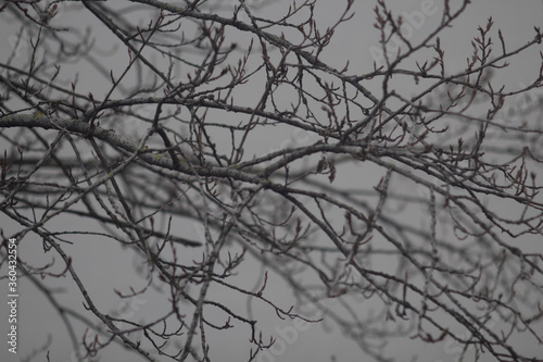 branches of a tree