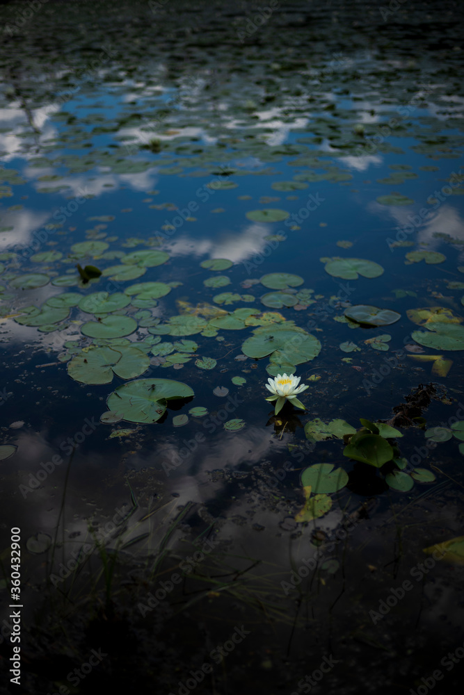 A vertical image of a lone water lily flower blossoms in a pond located in upstate New York on a partly cloudy day. A vertical image of a lone water lily flower blossoms in a pond located in upstate New York on a partly cloudy day.