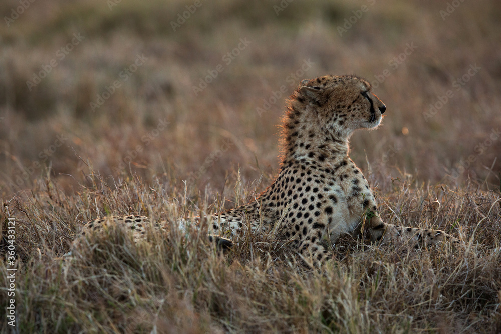 Cheetah in the evening light at Masai Mara grassland Cheetah in the evening light at Masai Mara grassland