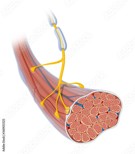 Принти на полотні Neuromuscular junction. Skeletal muscle and motor neuron