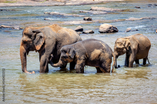Canvas Print elephants in the river