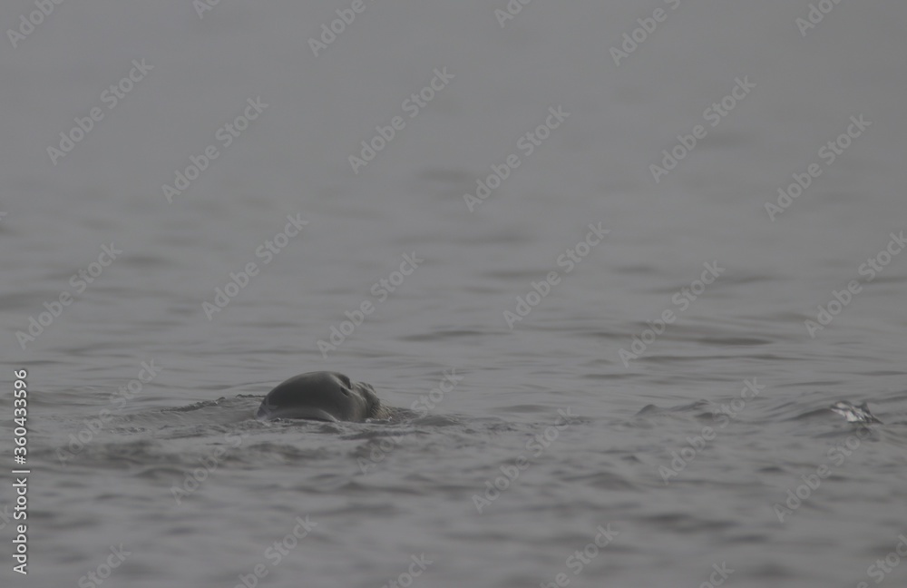 Fototapeta premium phoque