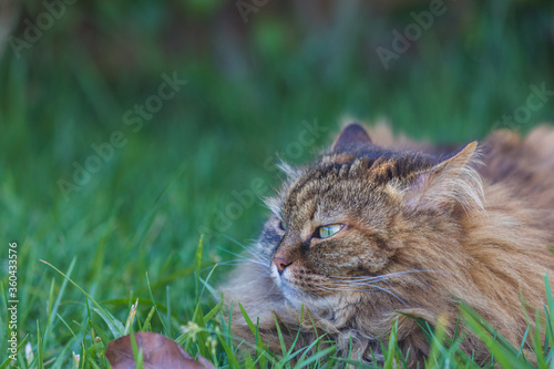 Siberian cat in relax in a garden  hypoallergenic pet of livestock