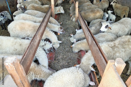 Φωτογραφία Poland sheep barn