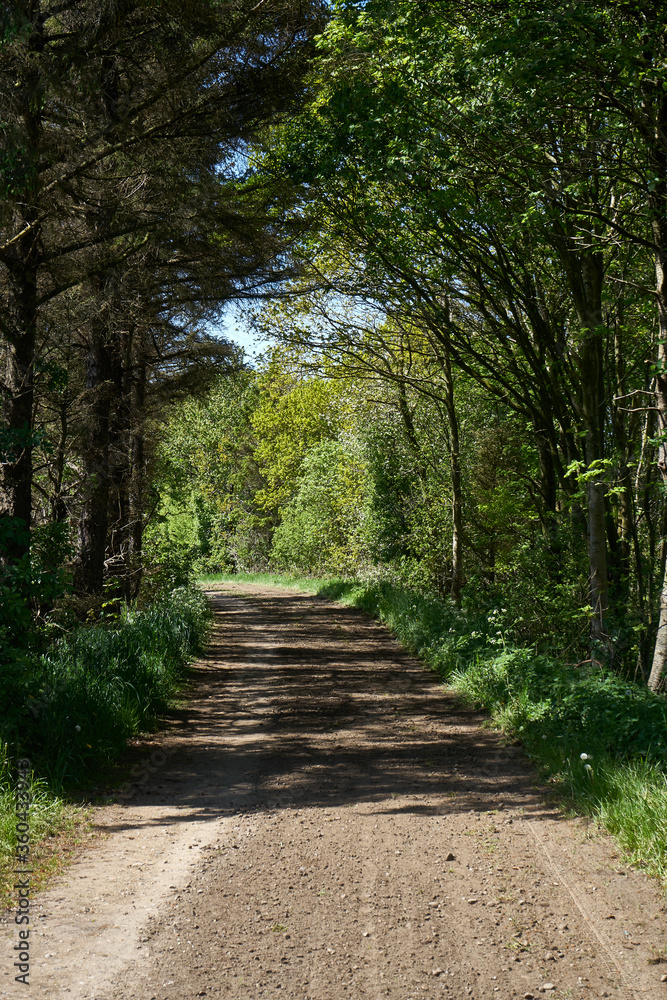 waldweg in dänemark waldweg in dänemark