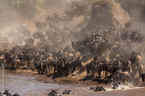 Wildebeests gatthered along the Mara river